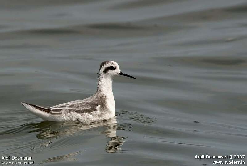 Phalarope à bec étroitadulte internuptial, identification