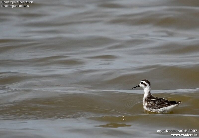 Phalarope à bec étroit