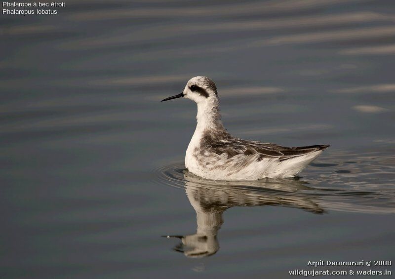 Phalarope à bec étroitadulte internuptial