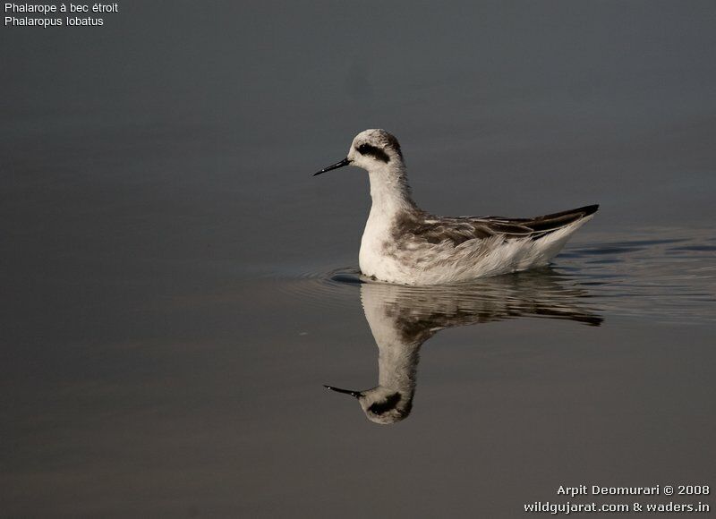 Red-necked Phalaropeadult post breeding