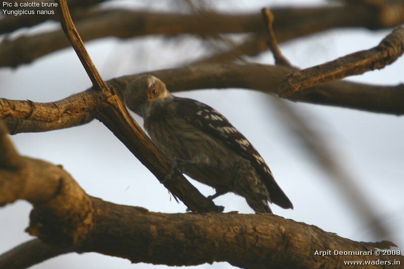 Brown-capped Pygmy Woodpecker