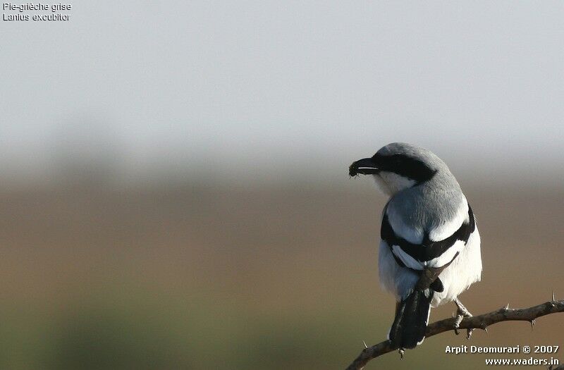 Great Grey Shrike