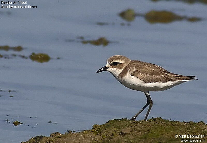 Tibetan Sand Plover