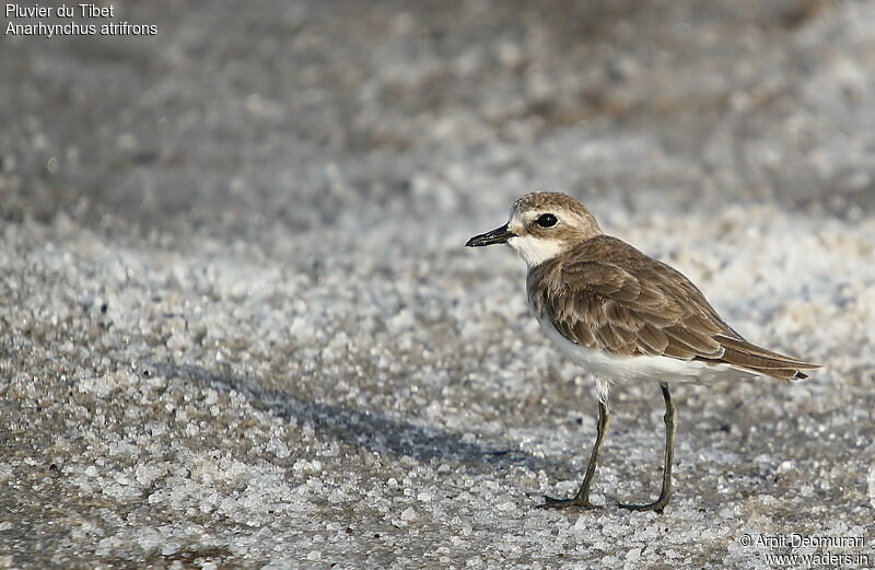 Tibetan Sand Ploveradult post breeding, identification