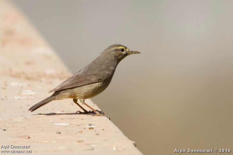 Pouillot griséole, identification