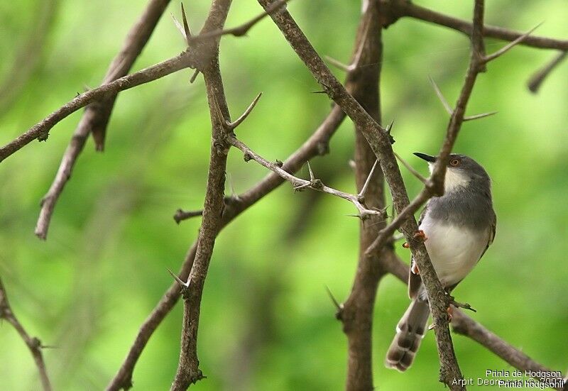 Prinia de Hodgsonadulte nuptial