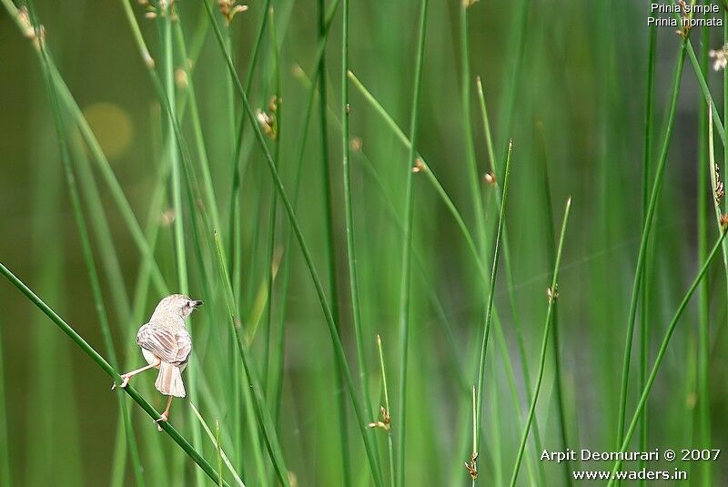 Plain Prinia