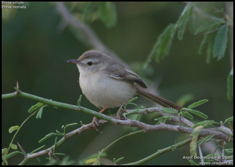 Plain Prinia