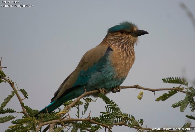 Indian Roller