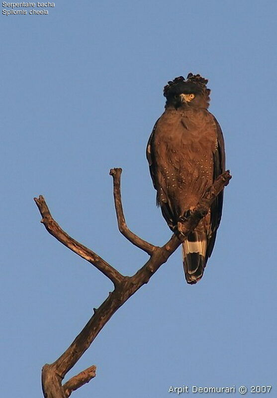 Crested Serpent Eagle