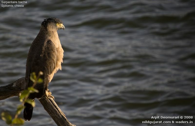 Crested Serpent Eagle