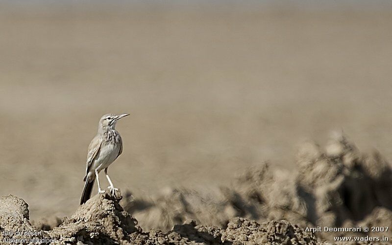 Greater Hoopoe-Lark