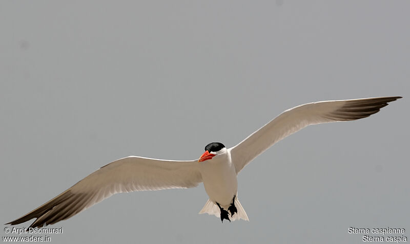 Caspian Ternadult breeding