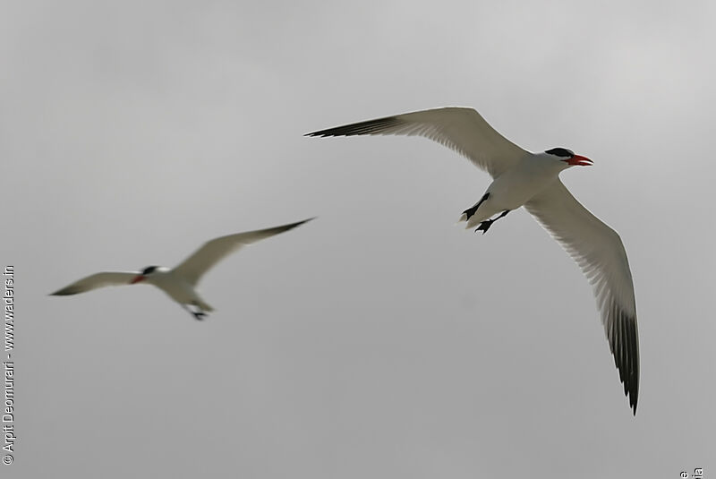 Caspian Ternadult breeding