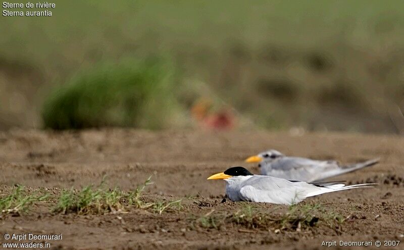 River Tern