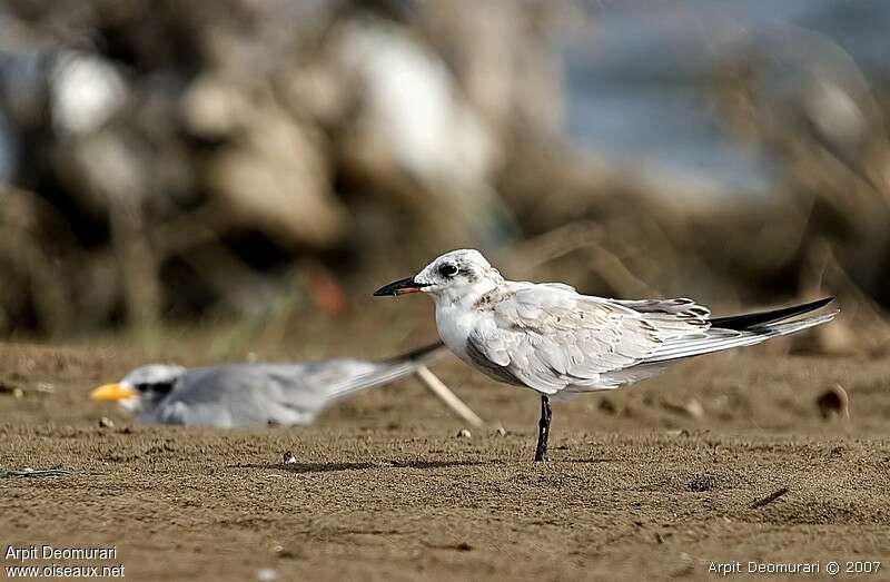 Gull-billed TernFirst year, identification