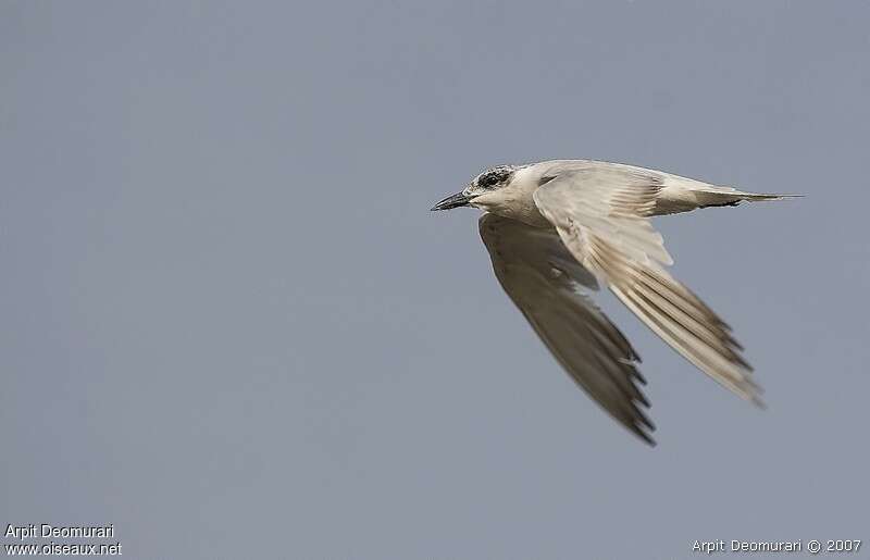 Gull-billed TernFirst year, moulting, Flight