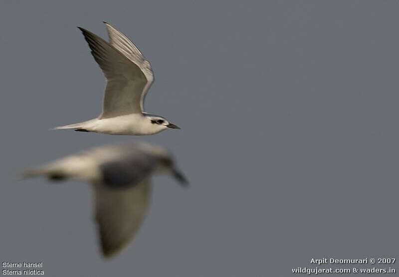 Gull-billed Tern