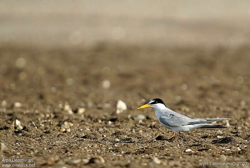 Little Tern male adult breeding, identification