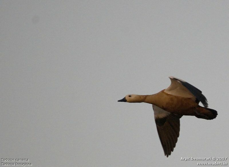 Ruddy Shelduck