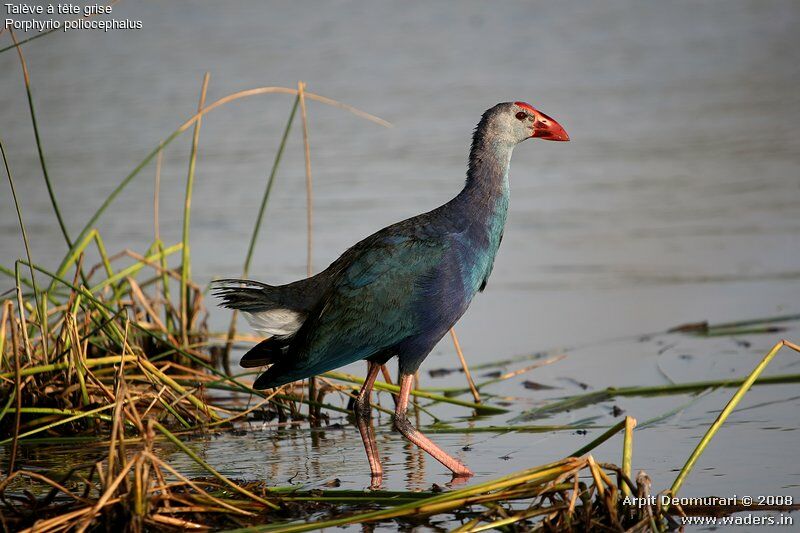 Grey-headed Swamphen