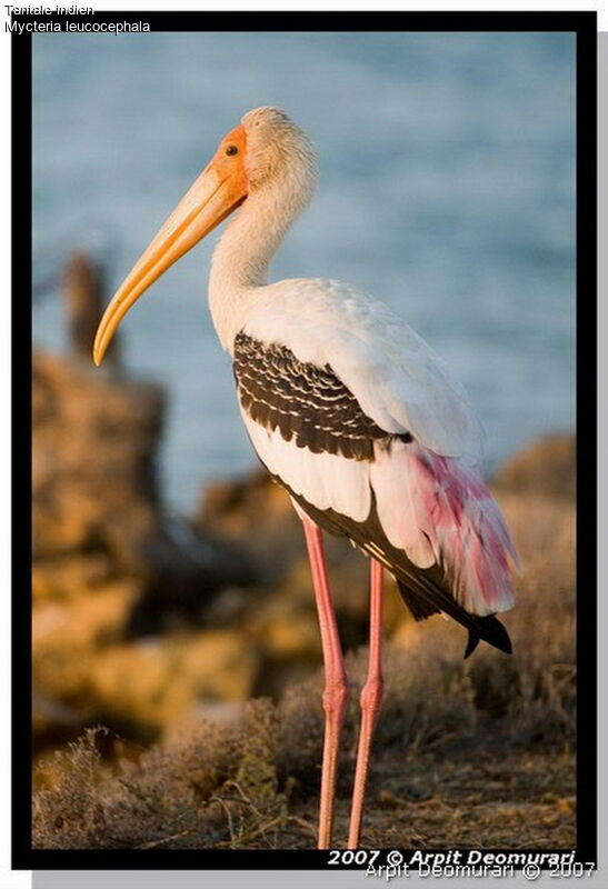 Painted Stork