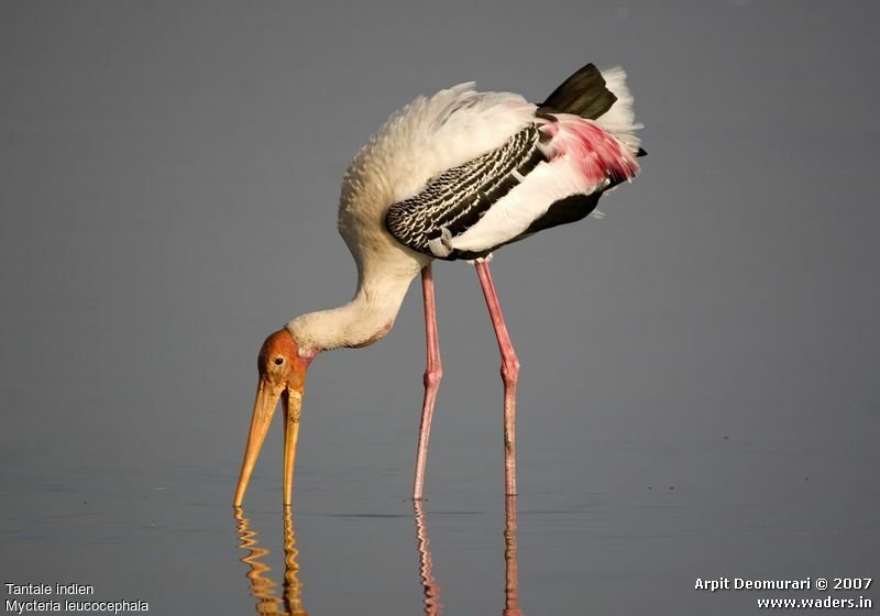 Painted Stork