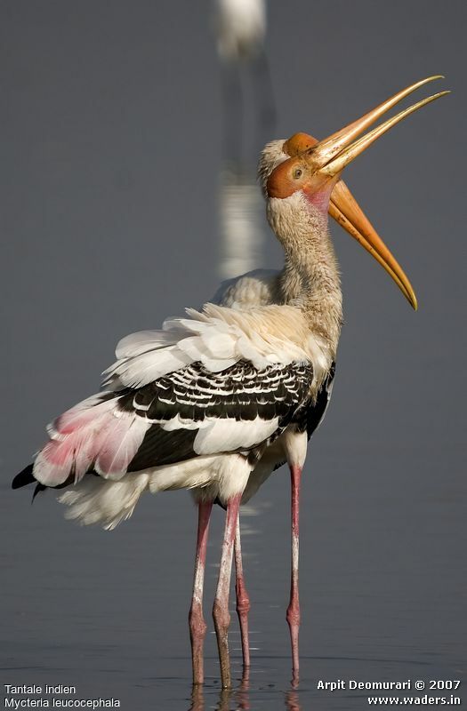 Painted Stork