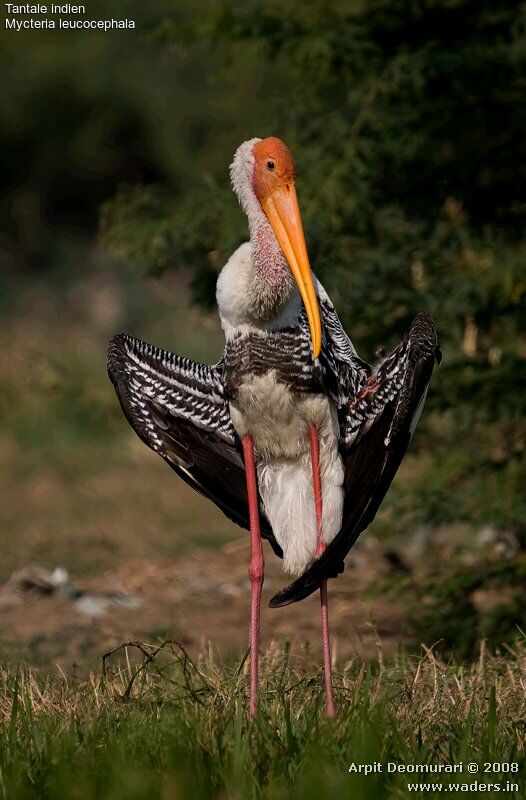 Painted Stork