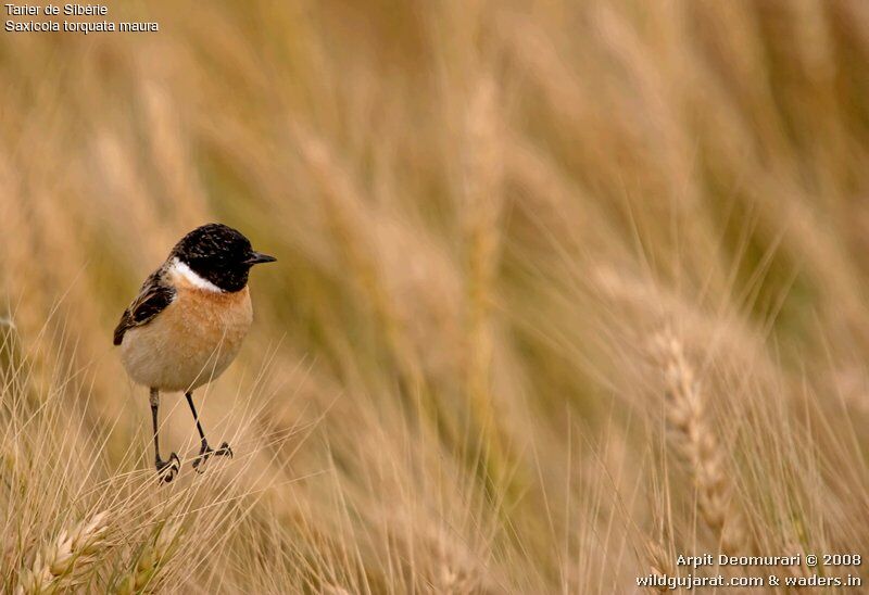 Siberian Stonechat