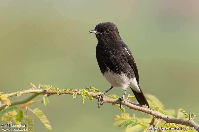 Pied Bush Chat male adult, close-up portrait