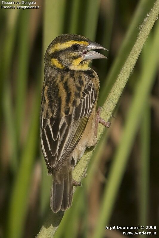 Black-breasted Weaver female adult breeding, close-up portrait, aspect