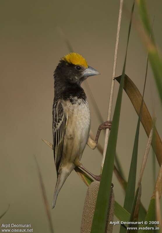 Black-breasted Weaver male adult breeding, identification