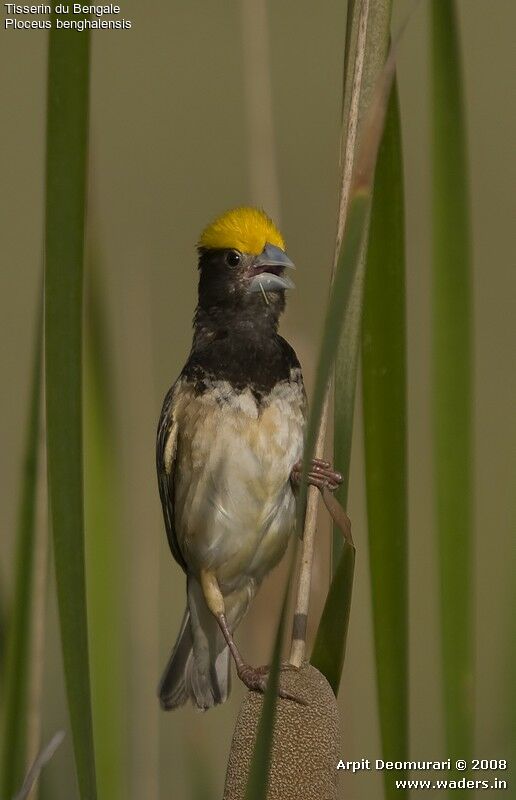 Black-breasted Weaver male adult breeding