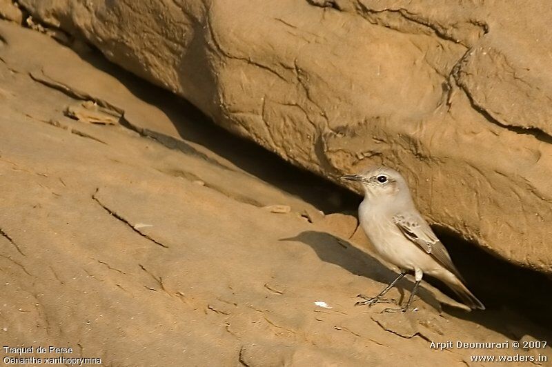 Red-tailed Wheatear