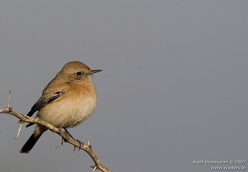 Desert Wheatear female adult