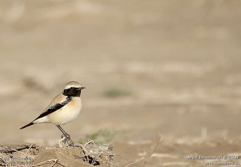 Desert Wheatear male adult post breeding, habitat, camouflage, pigmentation