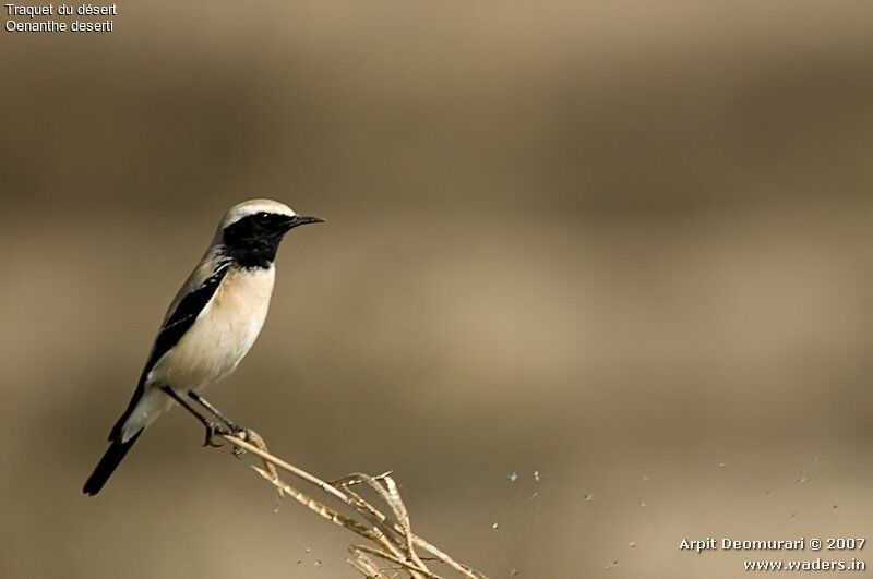 Desert Wheatear