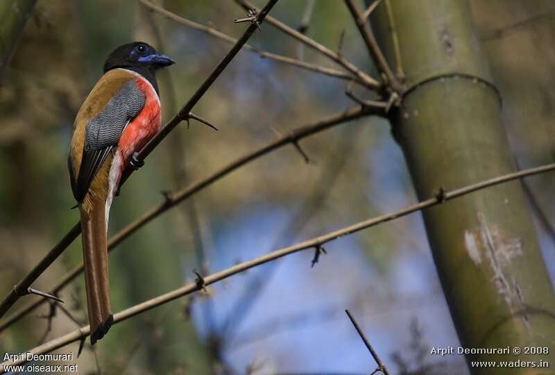 Malabar Trogon male adult