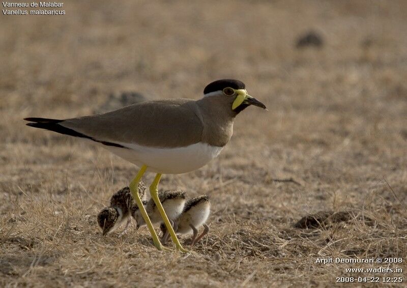 Yellow-wattled Lapwing