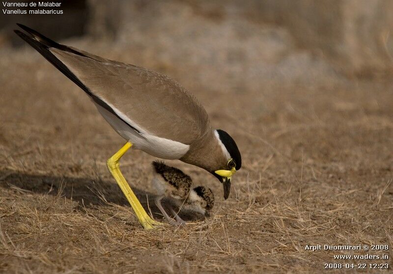 Yellow-wattled Lapwing