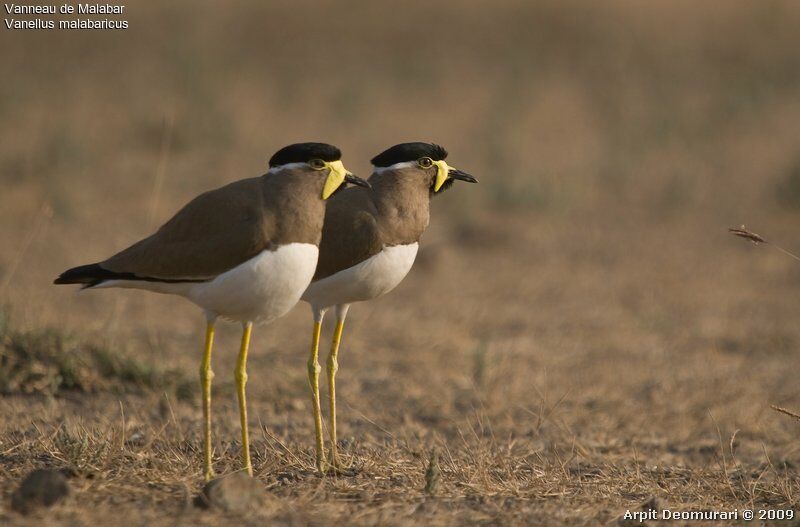 Yellow-wattled Lapwing adult breeding