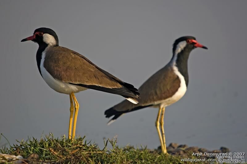 Red-wattled Lapwing