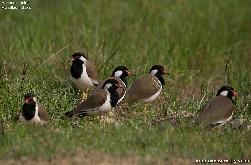 Red-wattled Lapwingadult post breeding