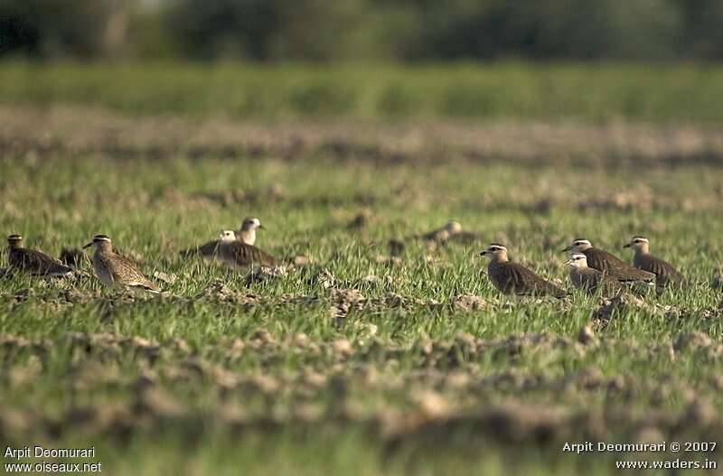 Vanneau sociable, habitat, Comportement