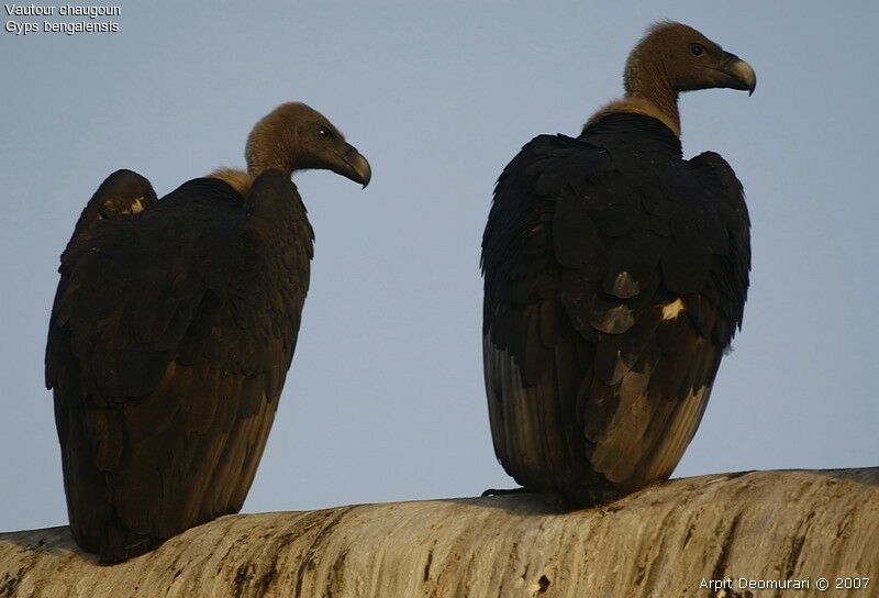 White-rumped Vulture