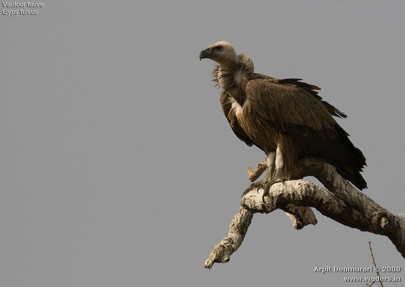 Griffon Vulture