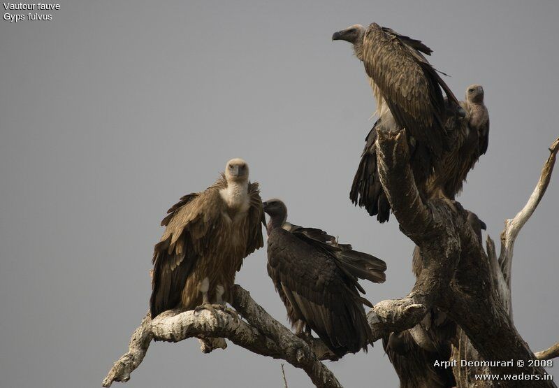 Griffon Vulture