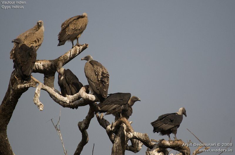 Indian Vulture