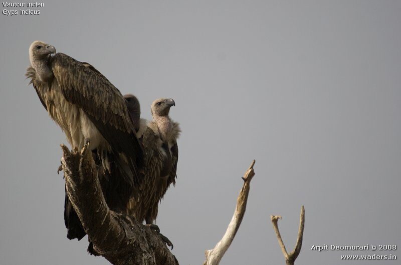 Indian Vulture